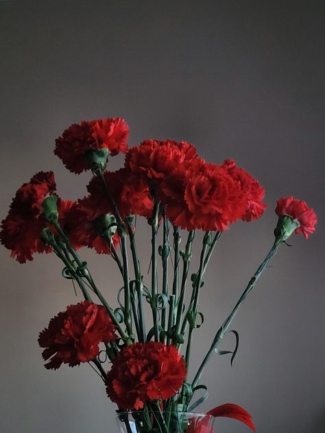 Red Carnation Aesthetic, Dark Red Carnation, Orpheus Aesthetic, Carnations Aesthetic, Carnation Aesthetic, Red Carnation Flower, Horror Wedding, Bow Wallpaper Iphone, Ruby Flower