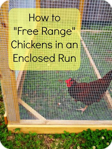 Egg Nutrition, Egg Laying Chickens, Backyard Chicken Farming, Chicken Health, Chicken Run, Raising Backyard Chickens, Diy Chicken, Keeping Chickens, Free Range Chickens