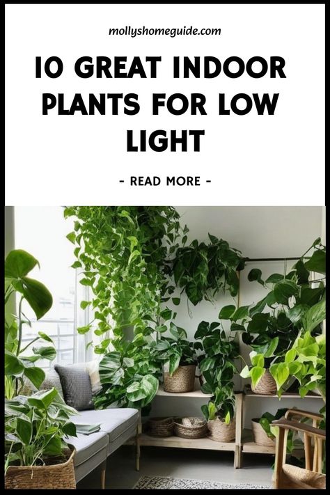 Looking to brighten up your space but dealing with low light conditions? Explore our selection of the best indoor plants for low light and shade. From elegant snake plants to vibrant pothos, these houseplants can thrive in the dark corners of your home. Whether you're new to plant parenting or a seasoned pro, we have affordable options for every budget. Say goodbye to dim spaces and hello to lush greenery with these indoor plants that don't need sun. Plants For Dim Rooms, Plants In A Sunroom, Indoor Plants For Apartments, Indoor Shade Plants Houseplants, Shade House Plants, Indoor Plants That Don’t Need Sun, Plants That Need Little Light, Low Light Vine Plants Indoor, Plants In The Kitchen Ideas