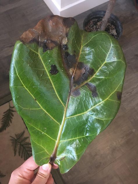 Fiddle Fig Tree, Fiddle Leaf Fig Care, Fiddle Tree, Leaves Meaning, Fiddle Leaf Tree, Fig Plant, Fiddle Fig, Fiddle Leaf Fig Tree, Ficus Lyrata