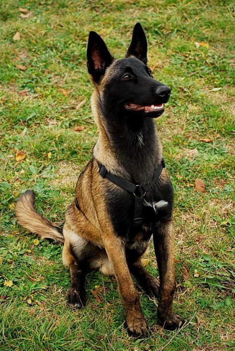 Belgian Malinois — tinyblackpaws: ….Zen…. by ~Mordecai83 what a... Malinois Shepherd, Belgian Dog, Berger Malinois, Belgium Malinois, Malinois Puppies, Belgian Malinois Dog, Malinois Dog, Best Dog Toys, Belgian Shepherd