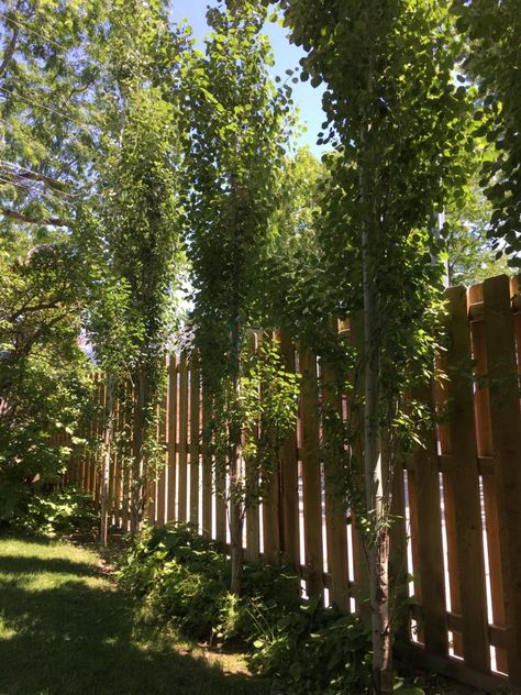 Narrow Trees For Privacy, Narrow Trees For Small Yards, Tree Line Landscaping Backyards, Screening Trees Privacy, Large Privacy Trees, Tall Narrow Trees Small Spaces, Hedge Trees Privacy Screens, Trees To Hide Neighbors, Best Trees To Plant Along Fence