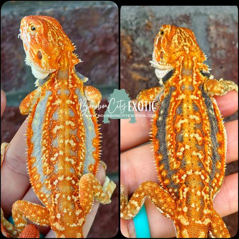 Hypo Extreme Red Extreme Blue Tiger Leatherback Dunner Central Bearded Dragon at Bourbon City Exotics Orange Bearded Dragon, Red Bearded Dragon, Dragon Colors, Bearded Dragon Colors, Bearded Dragon Cute, Bearded Dragon Care, Beard Colour, Cutee Animals, Pet Dragon