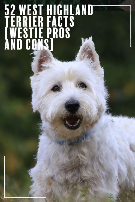 Westin Terrier Dogs, White Terrier West Highland, Western Highland Terrier, Westie Dogs West Highland Terrier, Western Terrier, Westland Terrier, Westie Tattoo, Westies Puppies, Funny Westies