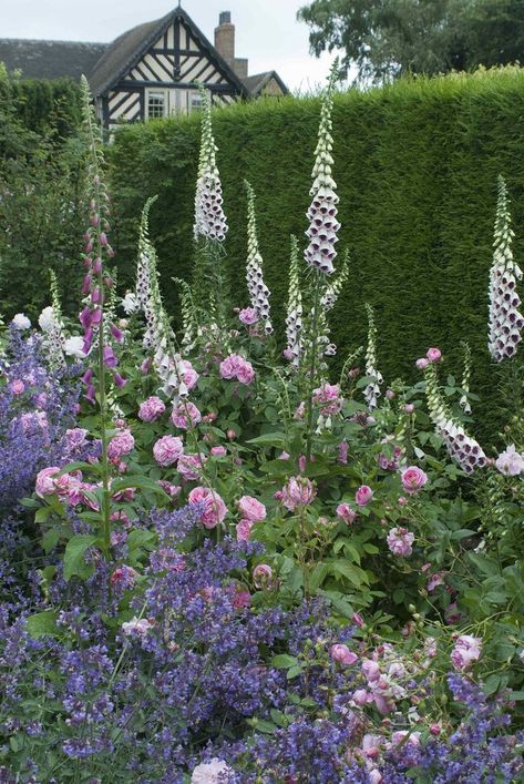 Small Cottage Garden Ideas, Gertrude Jekyll, Small Flower Gardens, Australian Garden, Garden Design Layout, Flower Garden Design, Backyard Inspiration, Beautiful Backyards, Garden Care