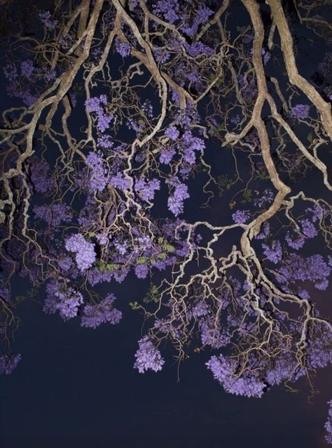 Grafton Nsw, Yennefer Of Vengerberg, Season Of The Witch, Instagram Blog, Aesthetic Images, Purple Aesthetic, Pretty Pictures, Aesthetic Art, Purple Flowers