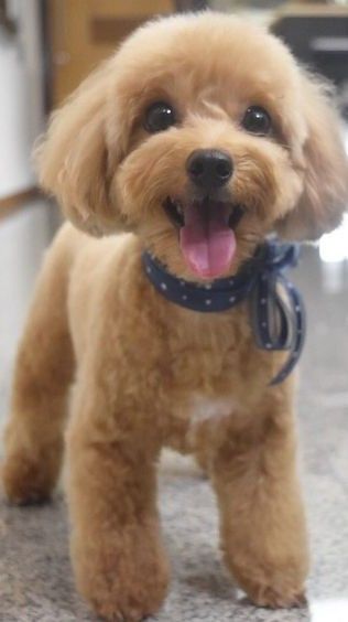 Short Teddy Bear Haircut, Toy Cavoodle Haircut Styles, Toy Puddle Haircut, Puppy Poodle Haircut, Toy Poodle Haircut Styles Short, Short Maltipoo Haircut, Maltipoo Teddy Bear Haircut, Toy Poodle Haircuts, Bichon Poodle Haircut