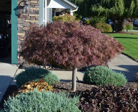 This little beauty is Lion’s Head Maple.  Lion’s Head is a sort of an upright tree, but it has the coolest branching habit of all the Japanese map... Japenese Maple, Japanese Red Maple, Red Maple Tree, Small Front Yard, Japanese Maples, Japanese Maple Tree, Red Maple, Garden Nursery, Potted Trees