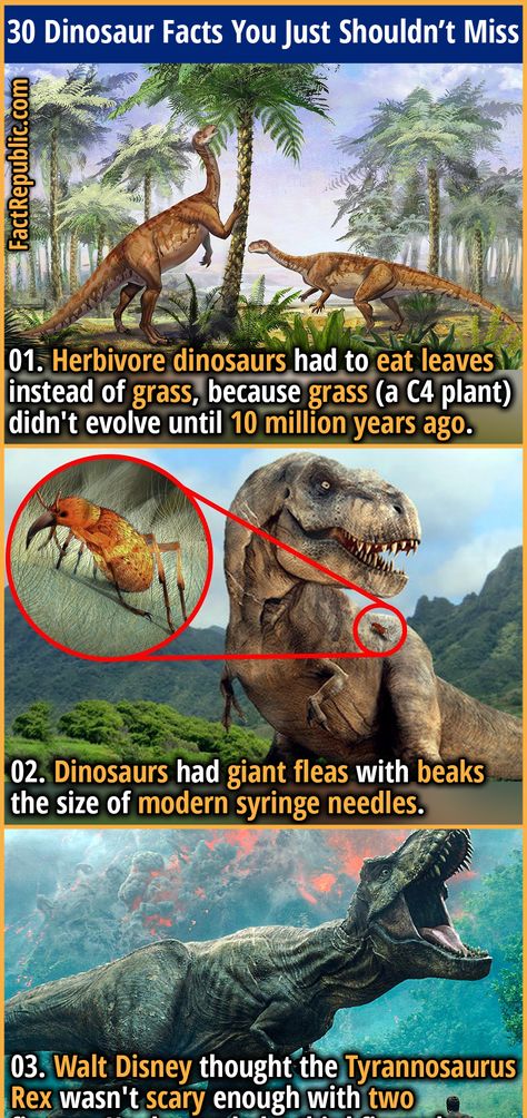 30 Important Dinosaur Facts You Just Shouldn’t Miss | Fact Republic Dinosaur Fun Facts, Herbivore Dinosaurs, Facts About Dinosaurs, Real Dinosaurs, Dinosaur Information, Dinosaurs Extinction, Feathered Dinosaurs, Dinosaur Facts, Scrapbook Photos