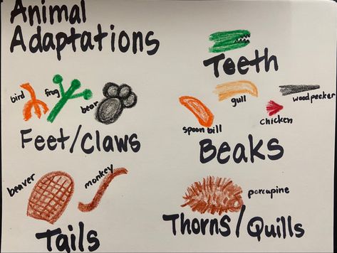 Animal Adaptations Anchor Chart, Adaptations Anchor Chart, Structural Adaptations, Adaptations Science, Science Anchor Charts, Animal Adaptations, Defense Mechanisms, Anchor Chart, Anchor Charts