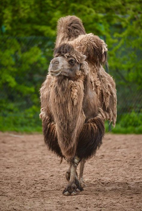 Shaggy baggy Bactrian two-humped camel. Camel Drawing, Camel Tattoo, Camel Art, Bactrian Camel, Camels Art, Tattoo Nature, Animal References, Learn Facts, Animal Nails