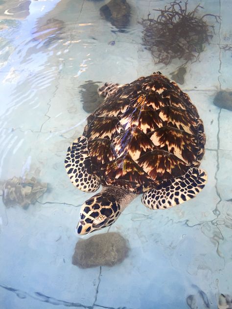 The beautiful but endangered Hawksbill turtle. Please read my blog about my experience with turtle conservation.  https://bunniesandsunshine.wordpress.com  #turtle #turtleconservation #hawksbill #volunteering #savetheturtles #bali Hawksbill Turtle, Turtle Conservation, Holiday Guide, Fitness Workout, Travel The World, Turtles, Good To Know, Everyday Life, The Truth