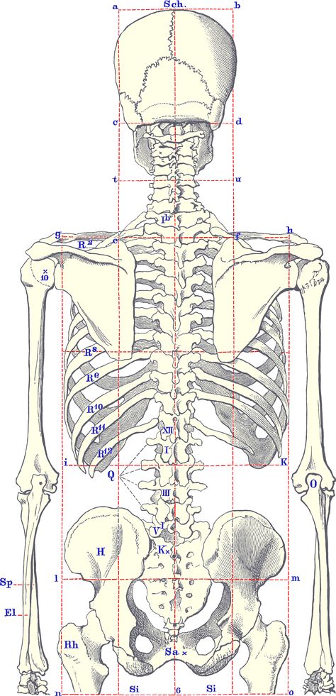 Human Skeleton Anatomy, Anatomy Bones, Skeleton Anatomy, Skeleton Drawings, Human Body Anatomy, Anatomy Tutorial, Human Anatomy Drawing, Human Skeleton, Human Figure Drawing