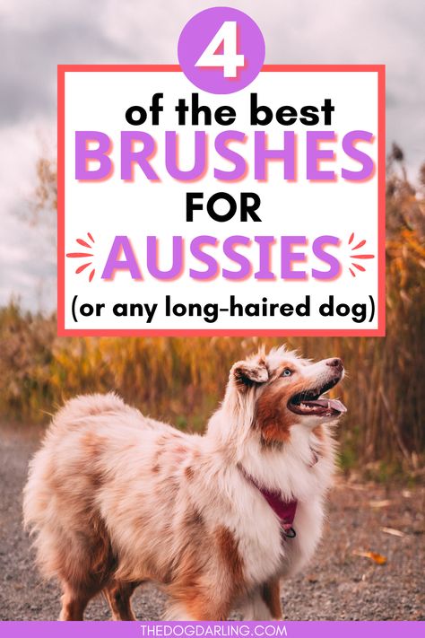 If you are an australian shepherd owner looking for the best dog grooming brushes, we've got you! Click to discover the best dog grooming brushes for the australian shepherd. These will also work for any long-haired dog with a double coat. Groomed Australian Shepherd, How To Groom An Australian Shepherd, Australian Shepherd Grooming Styles, Australian Shepherd Grooming, Grooming Australian Shepherd, First Aid For Dogs, Aussie Mix, Dog Mom Quotes, Dog Grooming Styles