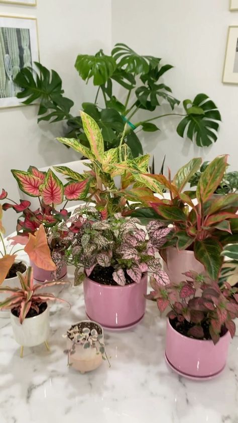 SanDope Glazed 6.2+5.2+4.2 in … curated on LTK Pink Plants Indoor, Plants Pots Ideas, Plant Container Ideas, Pink Planters, Flower Decor Table, Pink Plant Pot, Wall Flower Decor, Decorating Pots, Plants With Pink Flowers