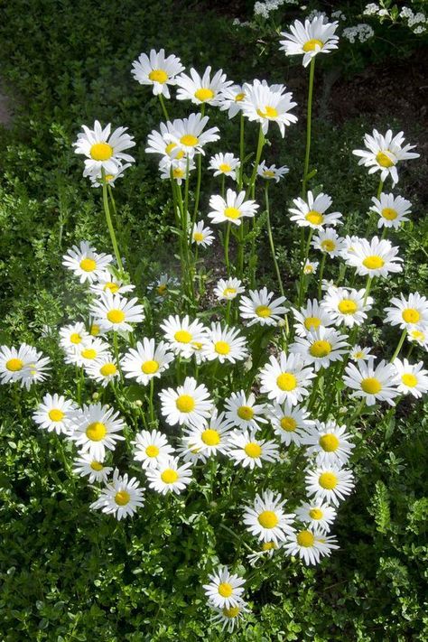 Apollo Altar, Growing Gardenias, Easy Perennials, Shasta Daisy, Shasta Daisies, Summer Flowers Garden, Perennial Flowers, Best Perennials, Flower Garden Design