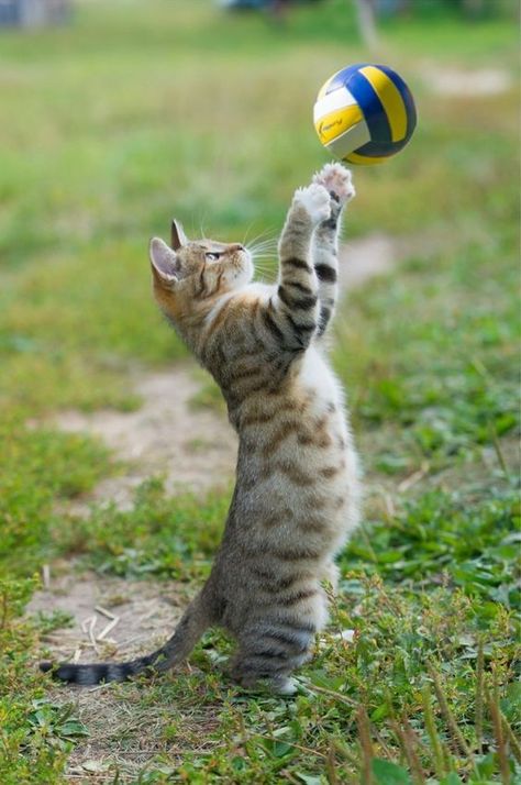 Cat Reaching, Volleyball Images, Purbeck Stone, F2 Savannah Cat, Cat Exercise, Cat Reference, Pet Cats, Cat Spray, Russian Blue Cat