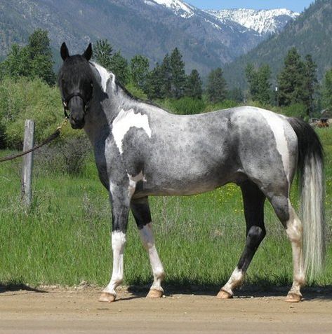 Blue Roan Paint. *drooooool* so freaking pretty I cannot stand myself. I've always had a soft spot for blue roans... Blue Roan Horse, Cheval Pie, Pinto Horses, Majestic Horses, Rare Horses, Pinto Horse, Blue Roan, Most Beautiful Horses, Most Beautiful Animals