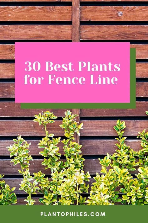 Garden Beds Along Fence Landscaping, Landscaping For Fence Line, Fence Flowers Hanging, Plants As Fence, Perennial Garden Along Fence, Shady Fence Line Landscaping, Trees In Front Of Fence, Long Garden Bed Along Fence, Best Plants To Plant Along Fence