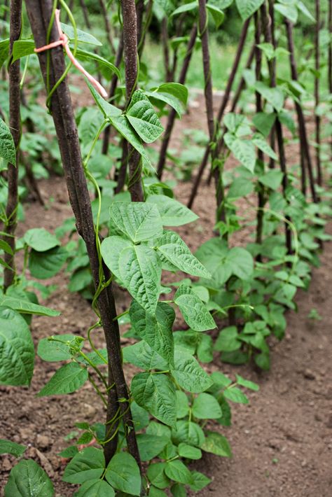 Electroculture Gardening, Bean Trellis, Growing Beans, Sweet Potato Plant, Growing Sweet Potatoes, Vine Trellis, Tattoo Plant, Sweet Potato Vine, Planting Potatoes