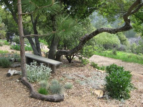 Planting under oaks5 Oak Tree Garden, Tree Garden Ideas, Under Oak Tree, Oak Trees Landscaping, California Native Landscape, What To Plant When, Rural Garden, Blue Fescue, Gardening Zones