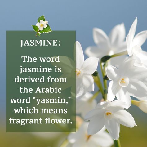 The word jasmine is derived from the Arabic word "yasmin," which means fragrant flower.  ‪#‎Jasmine‬ ‪#‎Beauty‬ ‪#‎Skincare‬ ‪#‎Yasmin‬ ‪#‎Fragrant‬ ‪#‎Flower‬ ‪#‎JasmineFlower‬ ‪#‎Organic‬ ‪#‎Natural‬ ‪#‎GreenBeauty‬ ‪#‎CleanBeauty‬ ‪#‎Vegan‬ ‪#‎Ayurvedic‬ ‪#‎Like‬ ‪#‎Share‬ Jasmine Flower Meaning, Flower Quotes Inspirational, Flower Jasmine, Paint Flowers, Flower Meanings, Jasmine Flower, Flower Quotes, Fragrant Flowers, African Violets