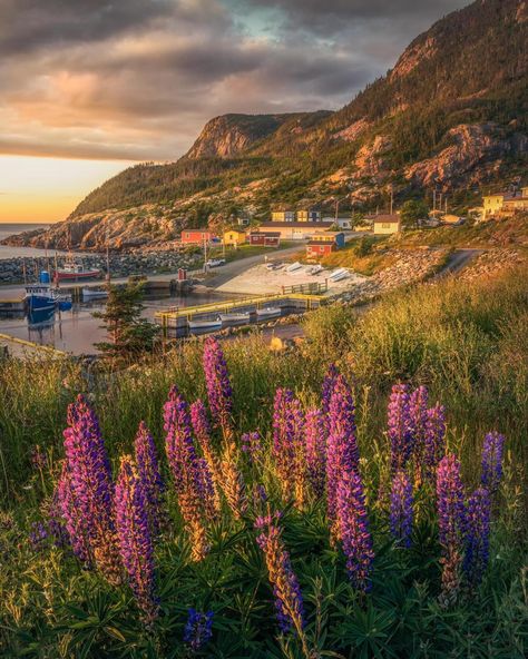 Summer sunset overlooking the beautiful little town of Bauline Newfoundland. I was lucky enough to find a nice little patch of lupins looking toward the tower as the sun began to set. Love this time of year! Thanks for viewing and have a great day! Don't forget to check my profile page for more photos like this! . . . . . #newfoundland #newfoundlandandlabrador #lupins #canada #explorenl Board Themes, Vision Board Themes, Newfoundland Canada, Set Love, Newfoundland And Labrador, Profile Page, Summer Sunset, The Tower, Newfoundland