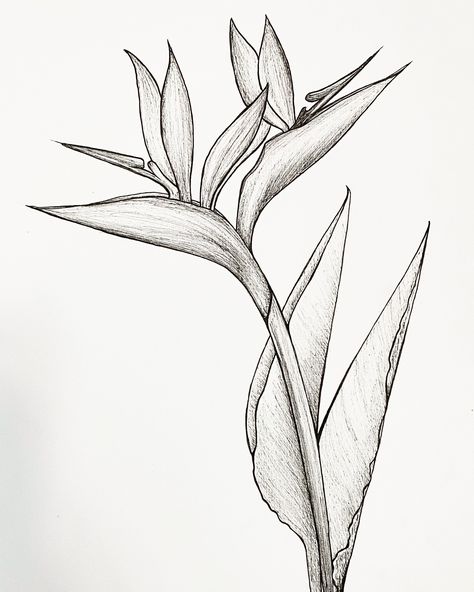 Tropical Flowers Sketch, Strelitzia Illustration, Strelitzia Tattoo, Strelitzia Flower, Bird Of Paradise Tattoo, Flower Draw, Birds Of Paradise Plant, Best Drawing Ideas, Plant Sketches