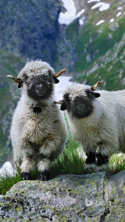 Just adorable: Valais #BlacknoseSheep – Sooo #härzig: Walliser Schwarznasenschafe | bestswiss.ch Blacknose Sheep, Valais Blacknose, Valais Blacknose Sheep, Cute Sheep, Sweet Animals, Animal Planet, Amazing Animals, Animal Love, Animal Photo