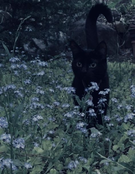 Black Cat Aesthetic, Dark Green Aesthetic, A Black Cat, Silly Animals, Dessin Adorable, Cat Aesthetic, Silly Cats, Nature Aesthetic, Pretty Cats