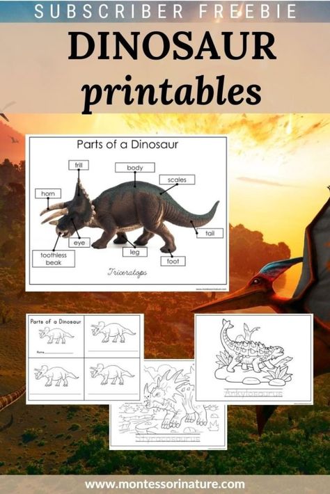 Dinosaur Homeschool Unit, Montessori Dinosaur Activities, Dinosaur Language Activities, Dinovember At The Library, Dinosaur Worksheets Preschool, Dinosaur Homeschool, Dinosaur Transformation, Dinosaur Montessori, Free Dinosaur Printables