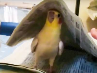 This bird is amazing at peekaboo (video) Silly Bird, Bird Videos, Exotic Pet, Life Hackers, Eating Fresh, Lovely Friends, Protect The Environment, Good Humor, Cute Birds