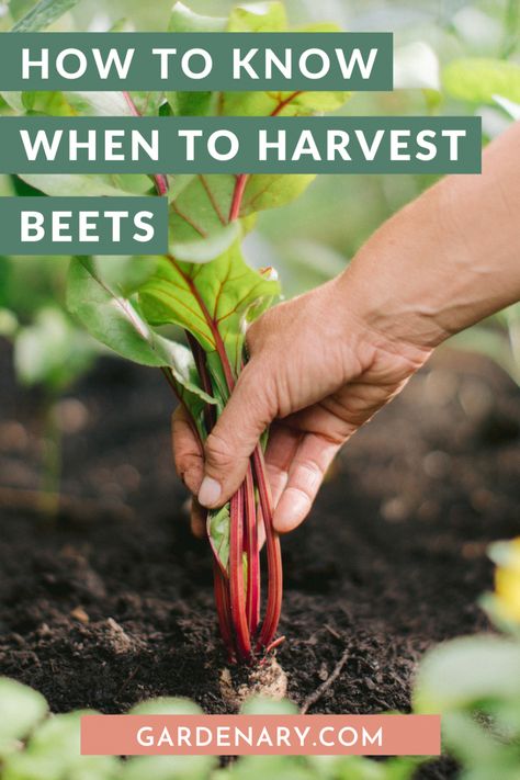 When To Harvest Beets, Harvest Beets, Beet Plant, Growing Beets, Organic Molecules, Raised Garden Beds Diy, Organic Shampoo, Organic Remedy, Garden Types