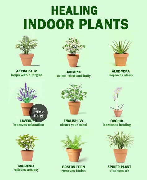 House Plants For Health, Indoor Plant Species, Indoor Plants Purify Air, Best House Plants To Clean The Air, English Ivy Indoor, Backyard Livestock, Plants For Bedroom Clean Air, Healthy House Plants Indoor Air Quality, Best Plants For Air Purification