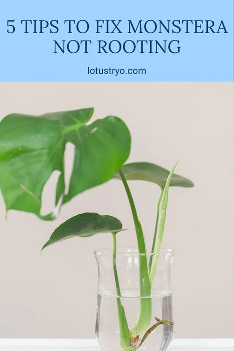 If your Monstera Adansonii is struggling to root in water, it could be due to poor water quality, low light levels, wrong temperatures, over-watering, or using improper containers. Understanding these 5 common problems is key to successful propagation. Improve your plant care by ensuring adequate water conditions and environment for better rooting success. Your Monstera deserves the best conditions to thrive, and this guide provides practical solutions to help you nurture a healthy plant. Plants That Root In Water, Monstera In Water, How To Root Plants In Water, Water Propagation Monstera, Propagating Zz Plant In Water, Monstera Plant Air Roots, Importance Of Water, Monstera Adansonii, Lucky Plant