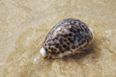 What Is the Meaning of Cowry Shells? Cowrie Shell Spiritual Meaning, Cowrie Shell Meaning, Shell Meaning, Venus Shell, Cowry Shell, Puka Shell, Spiritual Meaning, Cowrie Shell, The Meaning