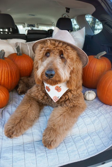 Dog In Pumpkin Picture, Golden Doodle Fall Pictures, Golden Doodle Puppy Photoshoot, Pumpkin Patch With Dog, Dog Pumpkin Photoshoot, Pumpkin Patch Dog Photoshoot, Puppy Fall Photoshoot, Golden Doodle Picture Ideas, Dog Fall Pictures