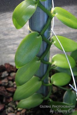 vanilla orchid plant Vanilla Farm, Grow Vanilla Beans, Vanilla Planifolia, Vanilla Plant, Fall Container Gardens, Rare Orchids, Orchid Plant, Banana Plants, Fall Planters