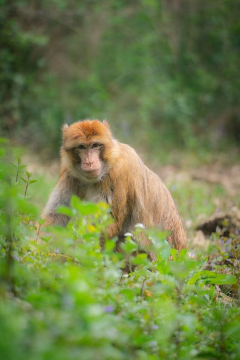 Barbary Macaque Barbary Macaque, Rhesus Macaque, North Africa, Monkeys, Mammals, Animals, Nature