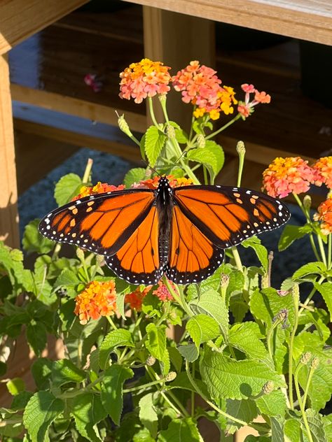 Butterfly Monarch, Butterfly Photography, Beautiful Butterfly Photography, Butterfly Nature, Endangered Animals, Brown Aesthetic, Monarch Butterfly, Beautiful Butterflies, Mood Pics