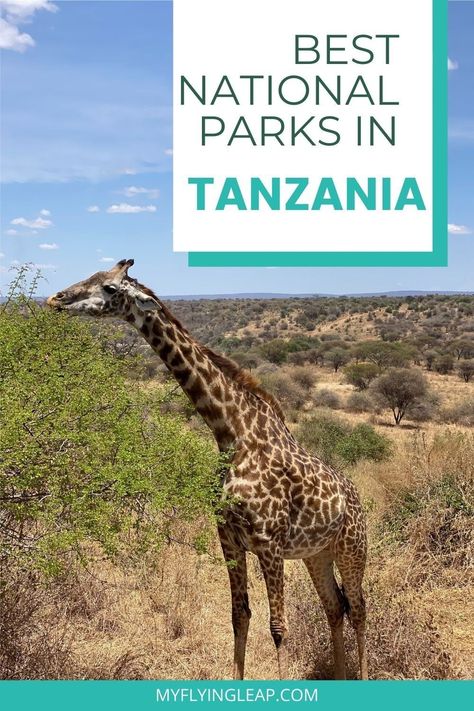 A trip to Tanzania isn't complete without visiting at least one of the national parks. The national parks are also the best place to see wildlife including giraffes and lions! What to do | Where to stay | Where to eat #tanzania #tanzanianationalparks #visittanzania #tanzaniatourism #serengeti #tarangire #kilimanjaro Travelling Africa, Uganda Safari, Tanzania National Parks, Mount Meru, Arusha Tanzania, Tanzania Travel, Tanzania Africa, Travel Africa, Kenya Safari