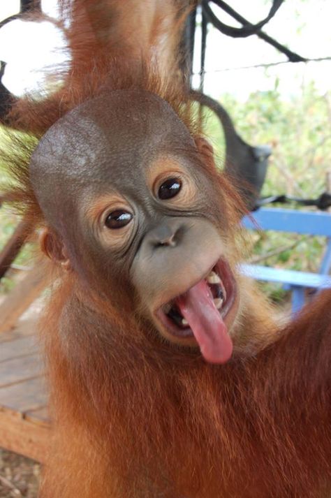 Yuk!!! Funny Orangutan, Community Pharmacy, Male Orangutan, Monkey Family, Jungle Monkey, Ape Monkey, Red Ape, Monkey Girl, Jane Goodall