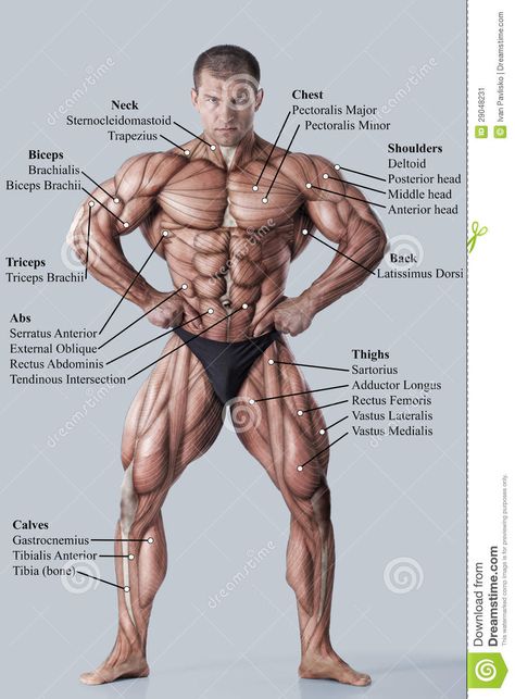 Photo about Anatomy of male muscular system - anterior view - full body. Image of didactic, abdominus, fascia - 29048231 Body Muscle Anatomy, Human Muscle Anatomy, Man Anatomy, Human Body Anatomy, Anatomy Tutorial, Muscular System, Human Anatomy Drawing, Muscle Anatomy, Human Anatomy Art