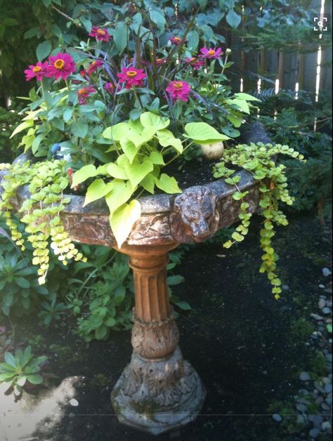 Birdbath Planter Ideas, Birdbath Planter, Bird Bath Planter, Diy Planters Outdoor, Plant Containers, Container Garden Design, Bird Bath Garden, Container Gardening Flowers, Garden Junk