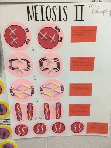 Meiosis Project Ideas, Mitosis Model Project, Meiosis Project, Meiosis Model, Bio Project, School Science Projects, Cells Project, Biology Projects, Study Biology