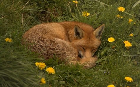 Sleeping fox Fox Pictures, Pet Fox, Pretty Animals, Silly Animals, Cute Fox, Red Fox, The Grass, Cute Little Animals, 귀여운 동물