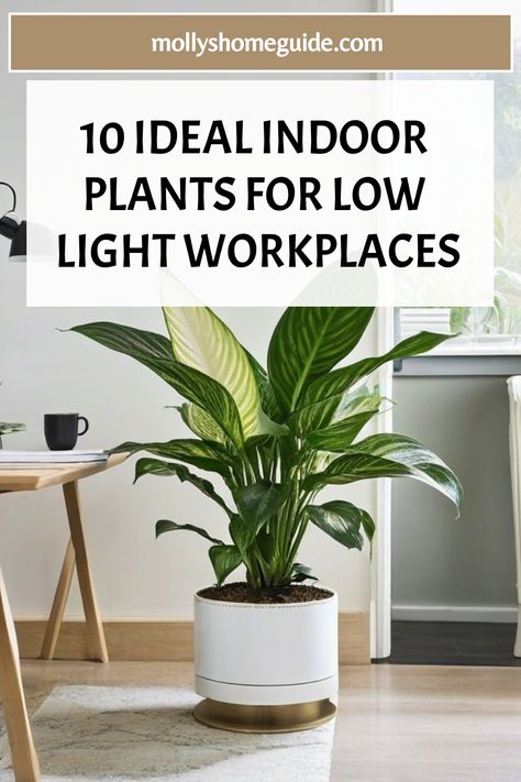 Discover the best indoor plants for low light offices that are easy to care for and perfect for your workspace. Whether you're looking for office desk plants or houseplants that thrive in low light conditions, these low maintenance options will keep your space green and vibrant. Choose from a variety of indoor plants that thrive in dark corners or shaded areas, such as fragrant jasmine indoor plant, which adds a touch of aroma to your workspace. Fake Floor Plants, Jasmine Indoor, Office Desk Plants, Indoor Plants For Low Light, Plants For Office, Plants For Low Light, Office Plants Desk, Cast Iron Plant, Desk Plants