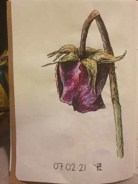 Wilted Flower Painting, Flowers Gcse Art, Dead Flower Drawing, Pencil Colour Drawing Flower, Decaying Flowers, Dead Rose, Wilted Rose, Advanced Higher Art, Pencil Drawings Of Flowers