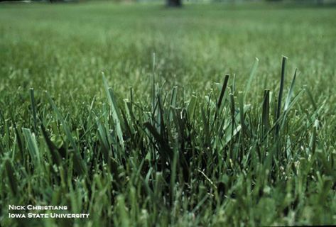 Tall Fescue: A Low-Maintenance Alternative to Kentucky Bluegrass | Horticulture and Home Pest News Tall Fescue Lawn, Overseeding Lawn, Fescue Lawn, Acreage Living, Fall Lawn Care, Fall Lawn, Tall Fescue, Seeding Lawn, Types Of Grass