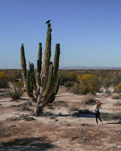 Visiting Valle de los Gigantes in San Felipe, Baja California - This Rare Earth San Felipe Baja California, Desert Area, Living In Arizona, Atv Tour, Desert Sun, Baja California Sur, California Travel Road Trips, Sonoran Desert, Pine Forest